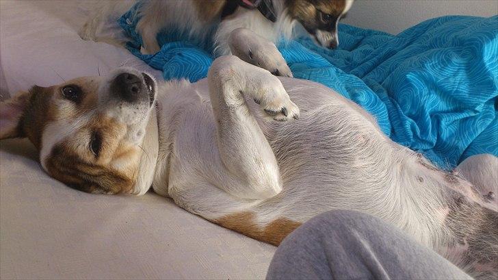 Blanding af racer Sitka - Så blir man vidst heller ikke mere afslappet billede 4