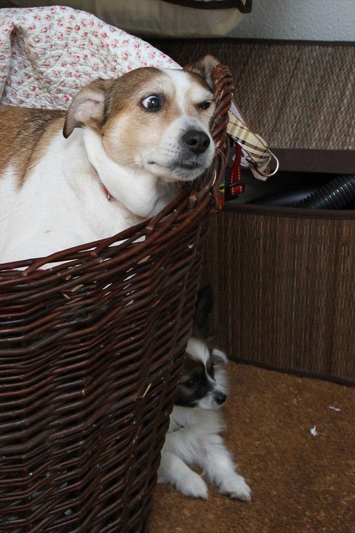 Blanding af racer Sitka - Sitka og Mynte billede 2