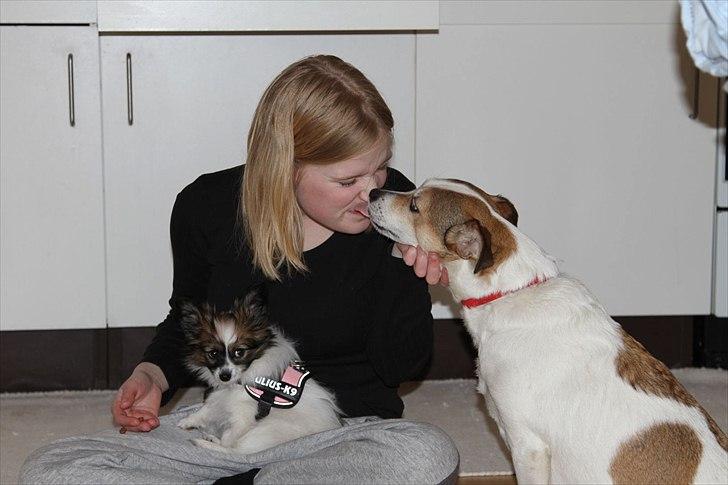 Blanding af racer Sitka - Får en mysser billede 3