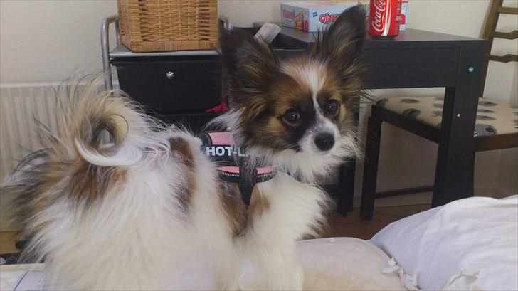 Papillon Mynte - Mynte, i alt sin pragt :) billede 20