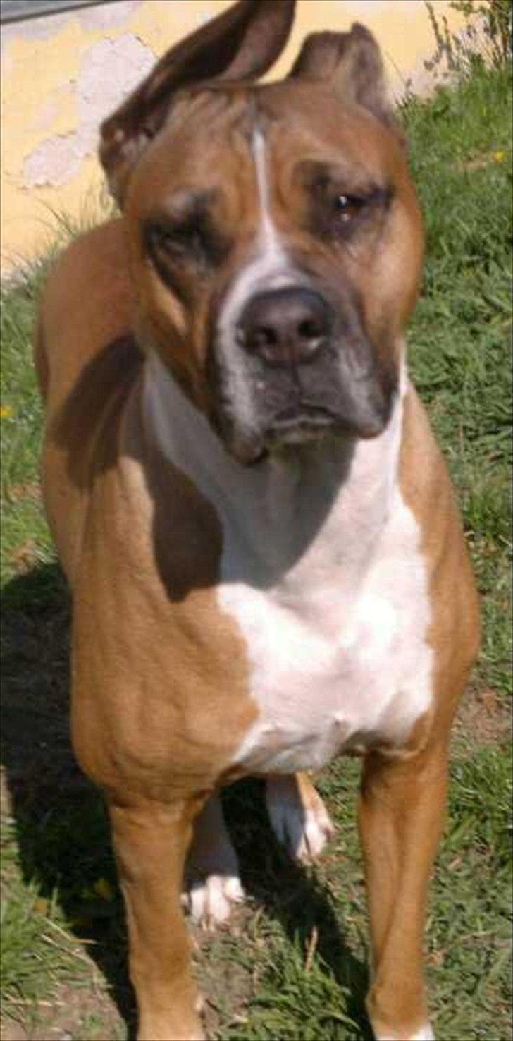 Blanding af racer Freja Godlike - Himmelhund - billede 1