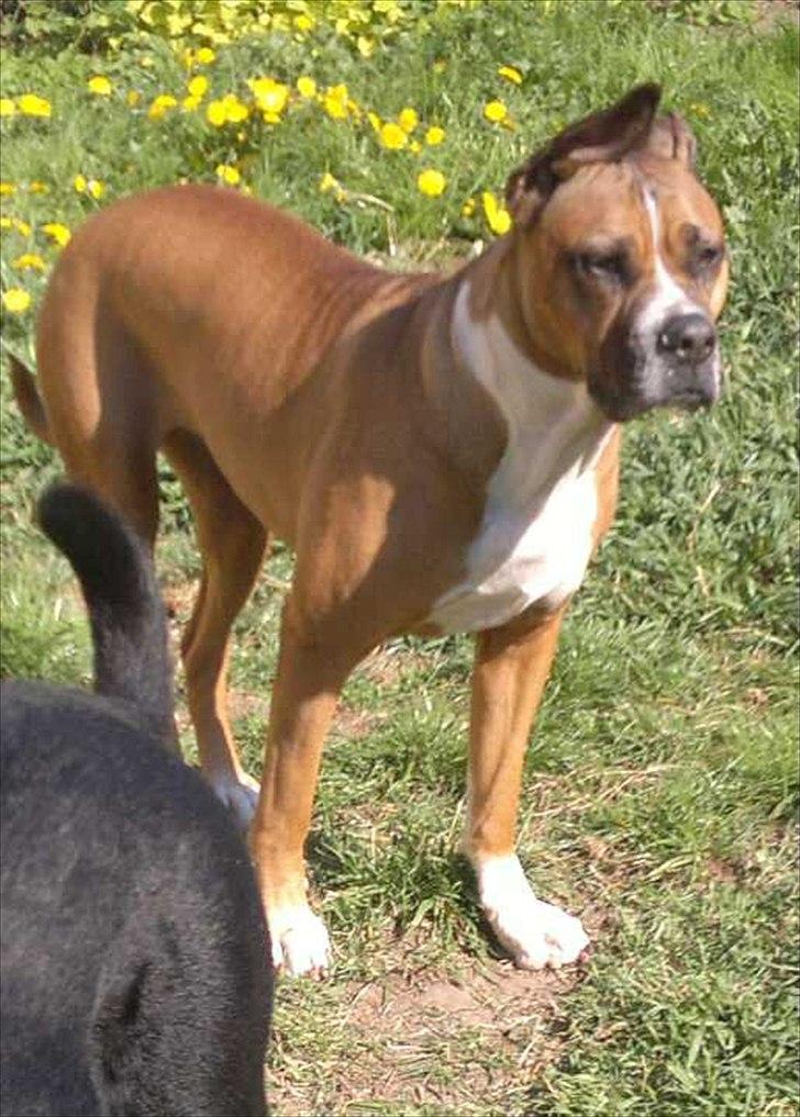 Blanding af racer Freja Godlike - Himmelhund - billede 2