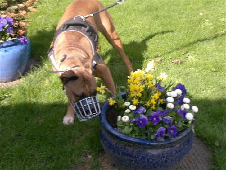 Blanding af racer Freja Godlike - Himmelhund - - Vi følger misfornøjet loven om mundkurv  billede 4