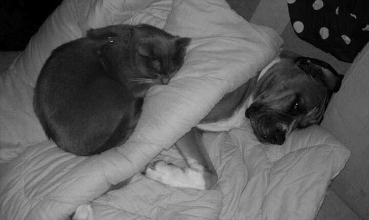 Blanding af racer Freja Godlike - Himmelhund - billede 3