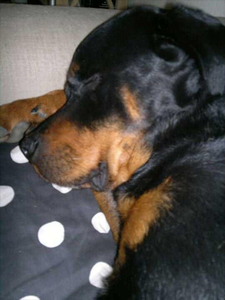 Rottweiler Leland de Sade-ness - Himmelhund billede 2