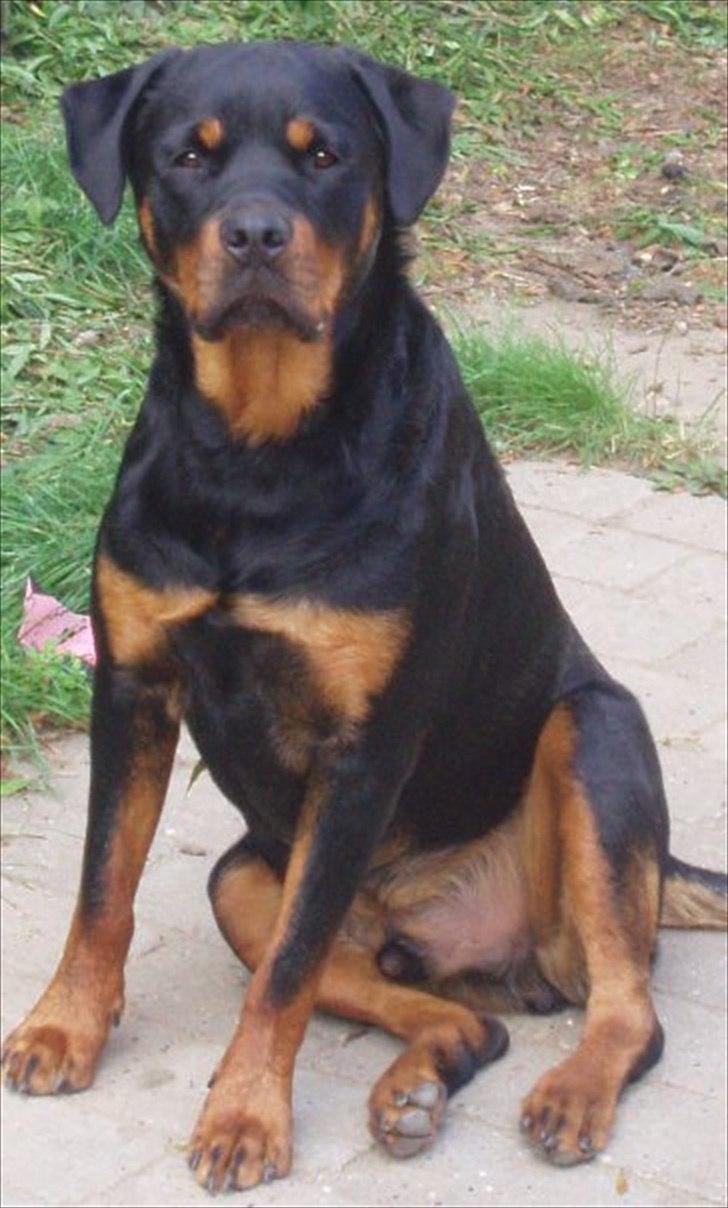 Rottweiler Leland de Sade-ness - Himmelhund billede 3