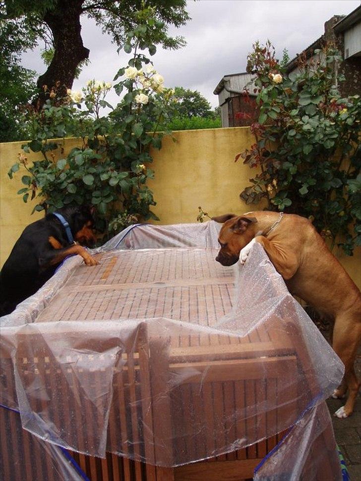 Rottweiler Leland de Sade-ness - Himmelhund billede 7