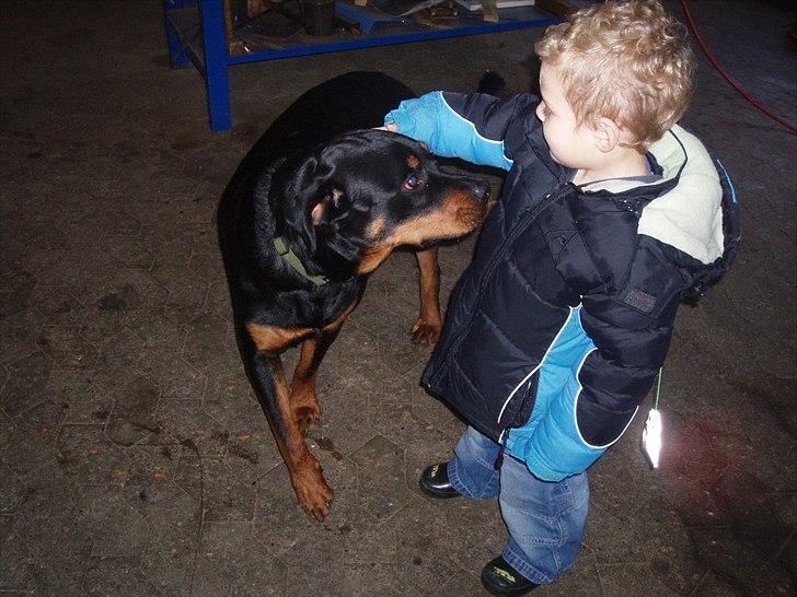 Rottweiler Leland de Sade-ness - Himmelhund billede 16