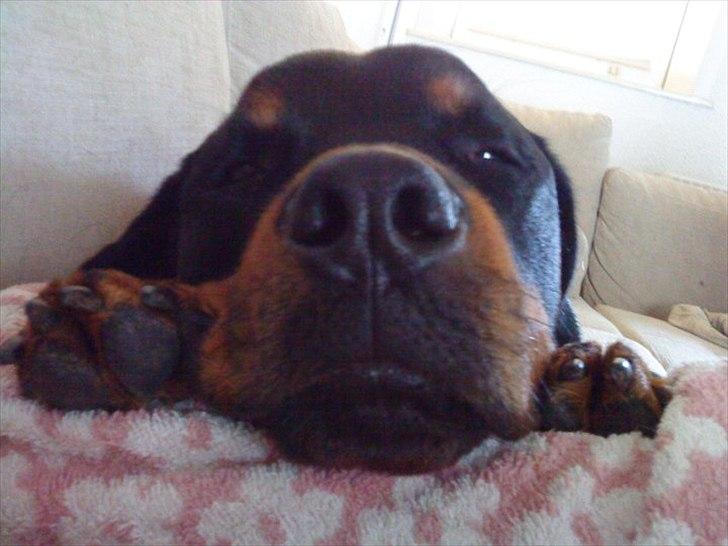 Rottweiler Leland de Sade-ness - Himmelhund billede 10