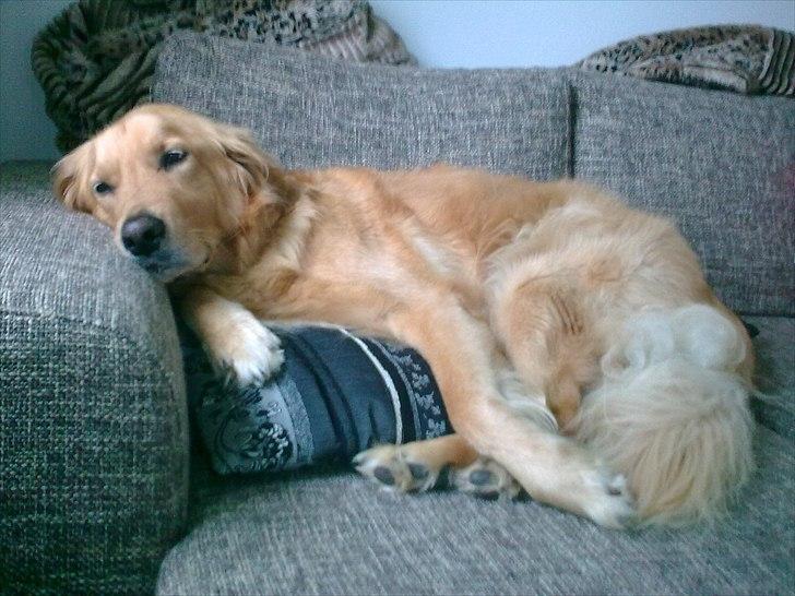 Blanding af racer Nico billede 6