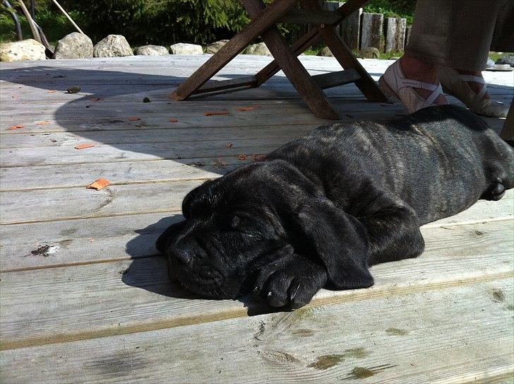 Dogo canario Tyson - Velkommen til Tyson's Profil ;-) billede 1