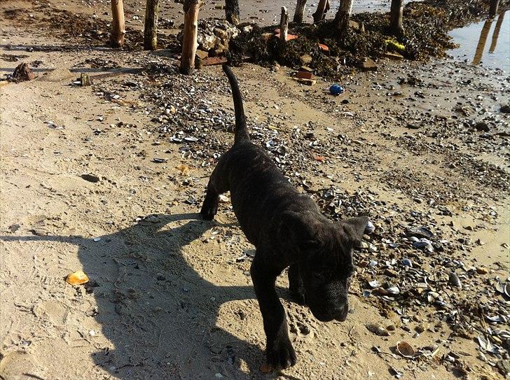 Dogo canario Tyson - Nyder stranden :) billede 2