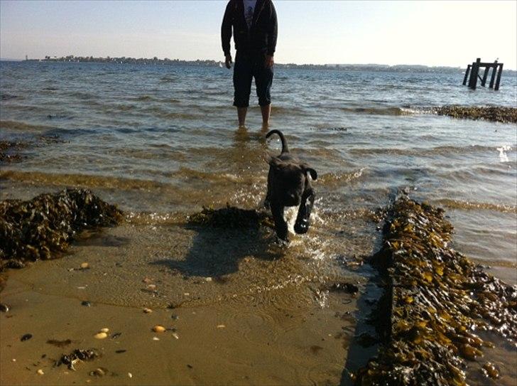 Dogo canario Tyson - Vildbassen ved stranden :) billede 3