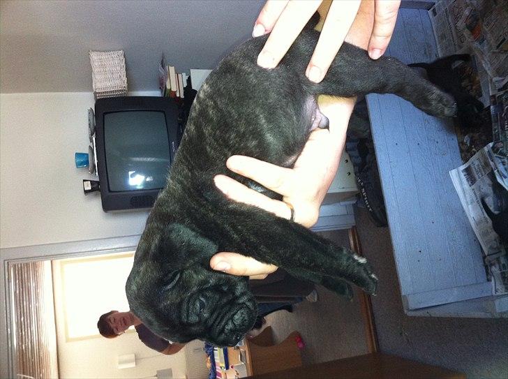 Dogo canario Tyson - Tyson da han var 3 uger. lille purk :) billede 4