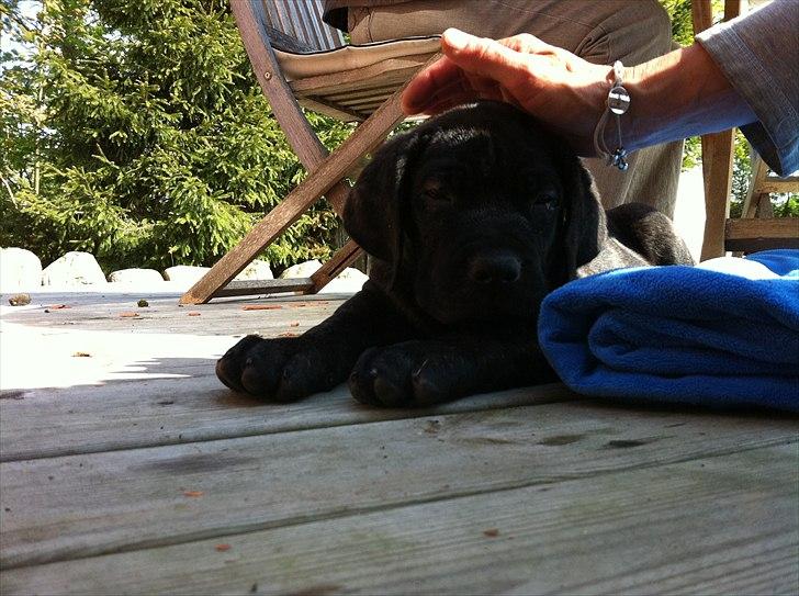 Dogo canario Tyson - Hygger lige med mormor på terassen  billede 5