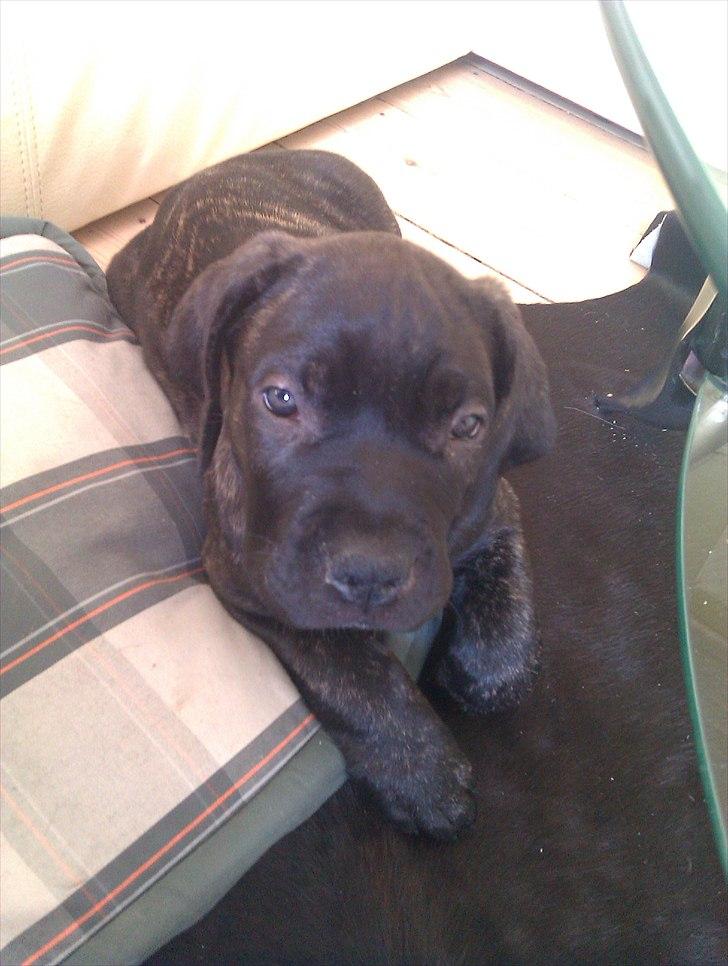 Dogo canario Tyson billede 6