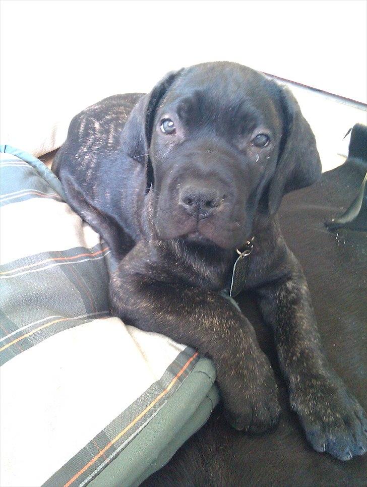 Dogo canario Tyson billede 7