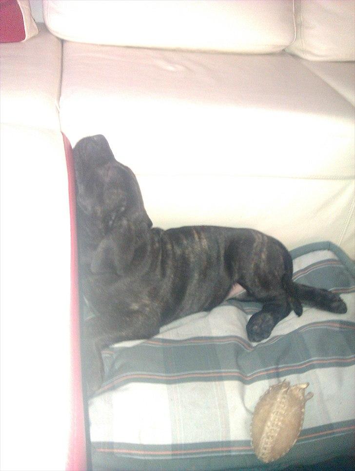 Dogo canario Tyson - Behagelig sovestilling ;-) ? billede 8