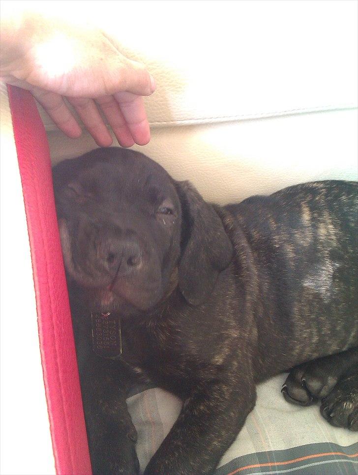 Dogo canario Tyson - Jeg er træt mor !  billede 9