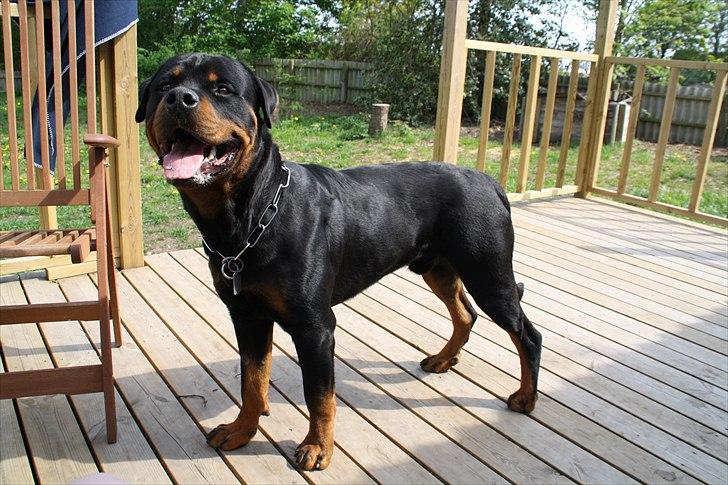 Rottweiler Barni - 1 år billede 8