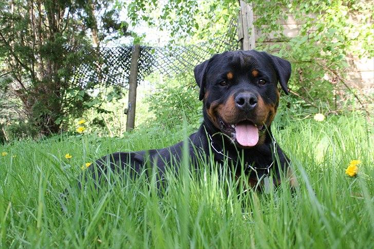 Rottweiler Barni - 1 år billede 18