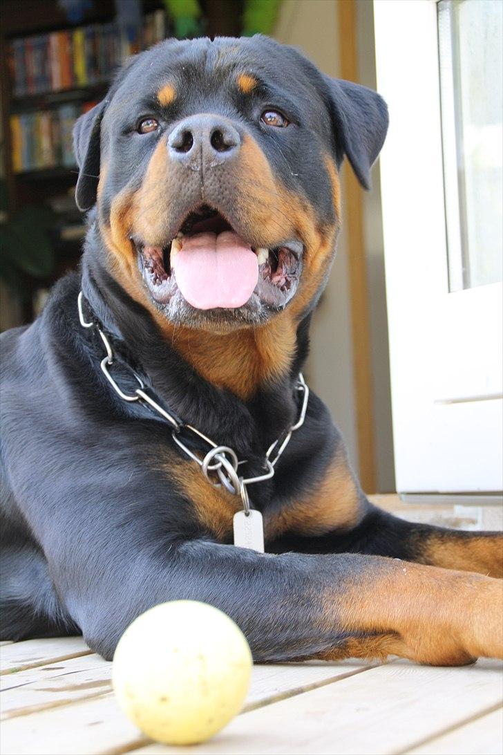 Rottweiler Barni - 1 år billede 1