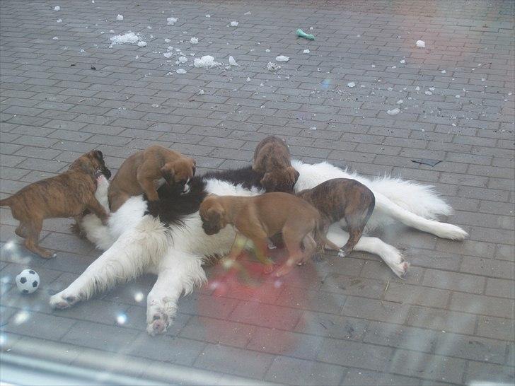 Landseer Gaia billede 10