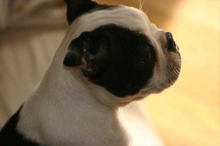 Boston terrier Wilma billede 2