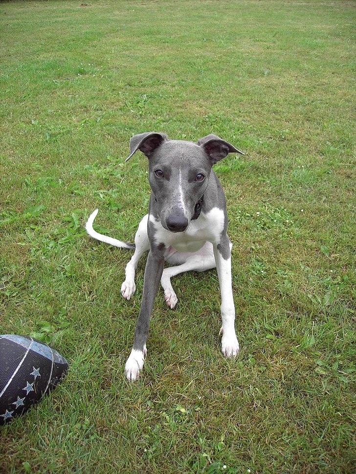 Whippet Shaman billede 2