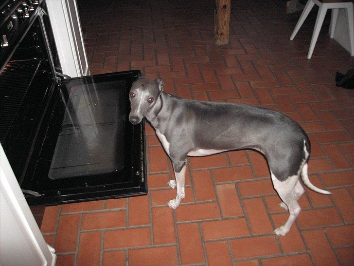 Whippet Shaman billede 3