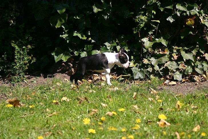 Boston terrier Wilma billede 3