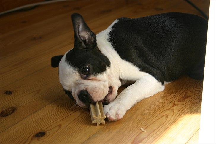 Boston terrier Wilma billede 4