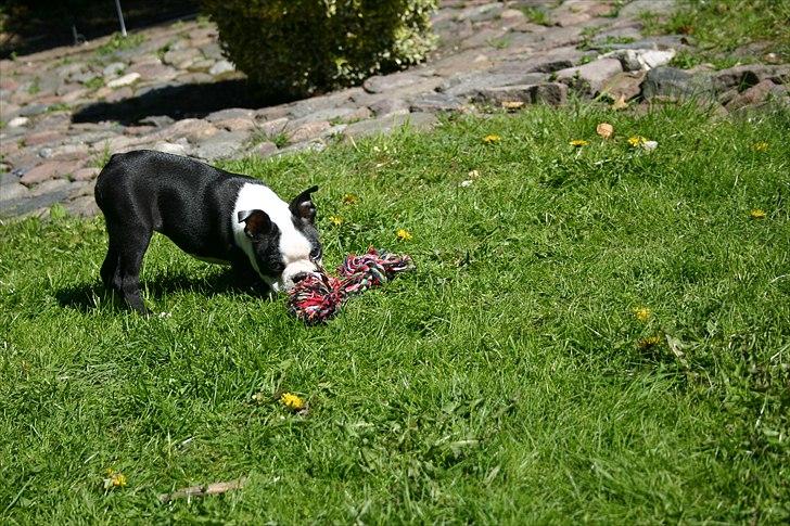 Boston terrier Wilma billede 5