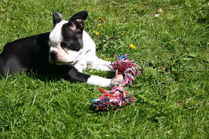 Boston terrier Wilma billede 6