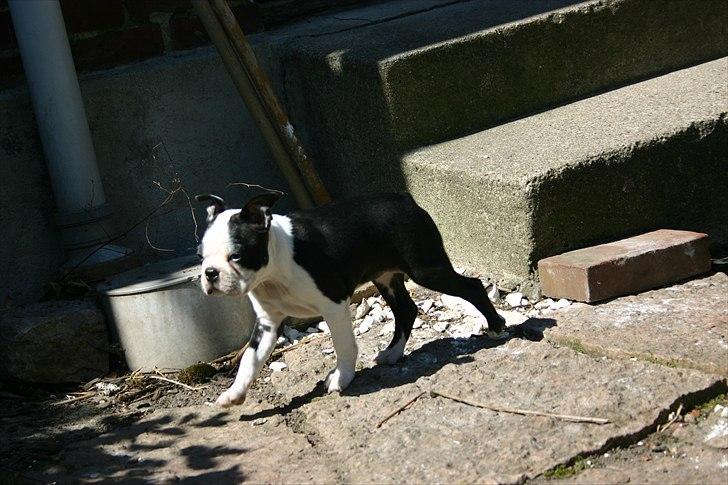 Boston terrier Wilma billede 7