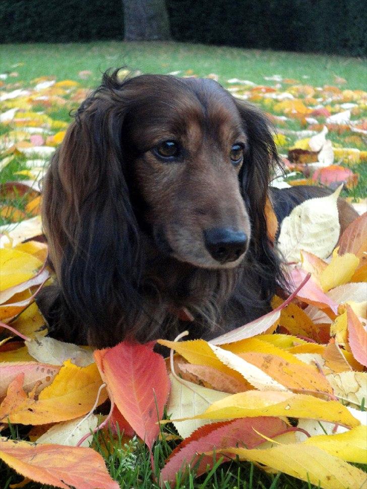 Gravhund Walter - Bassen leger i blade!< 3 billede 4