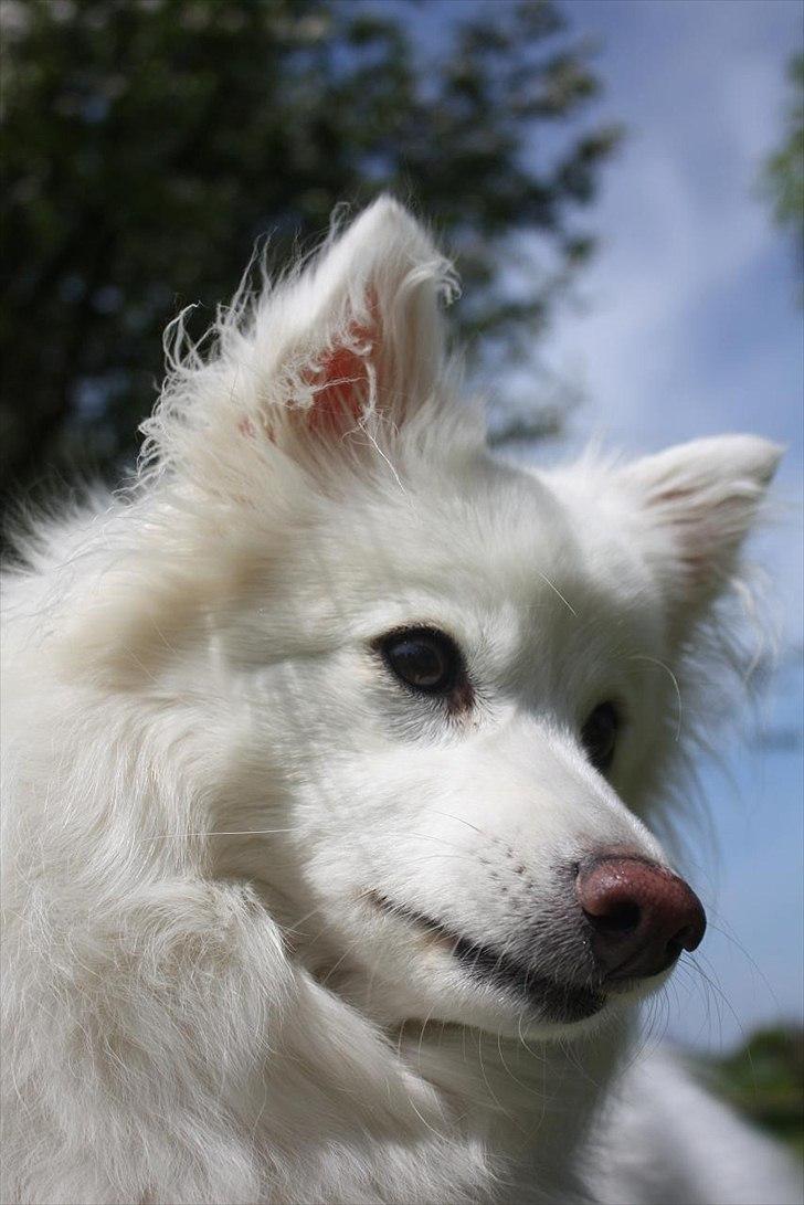 Japansk spids Miska aka smuksakken billede 19