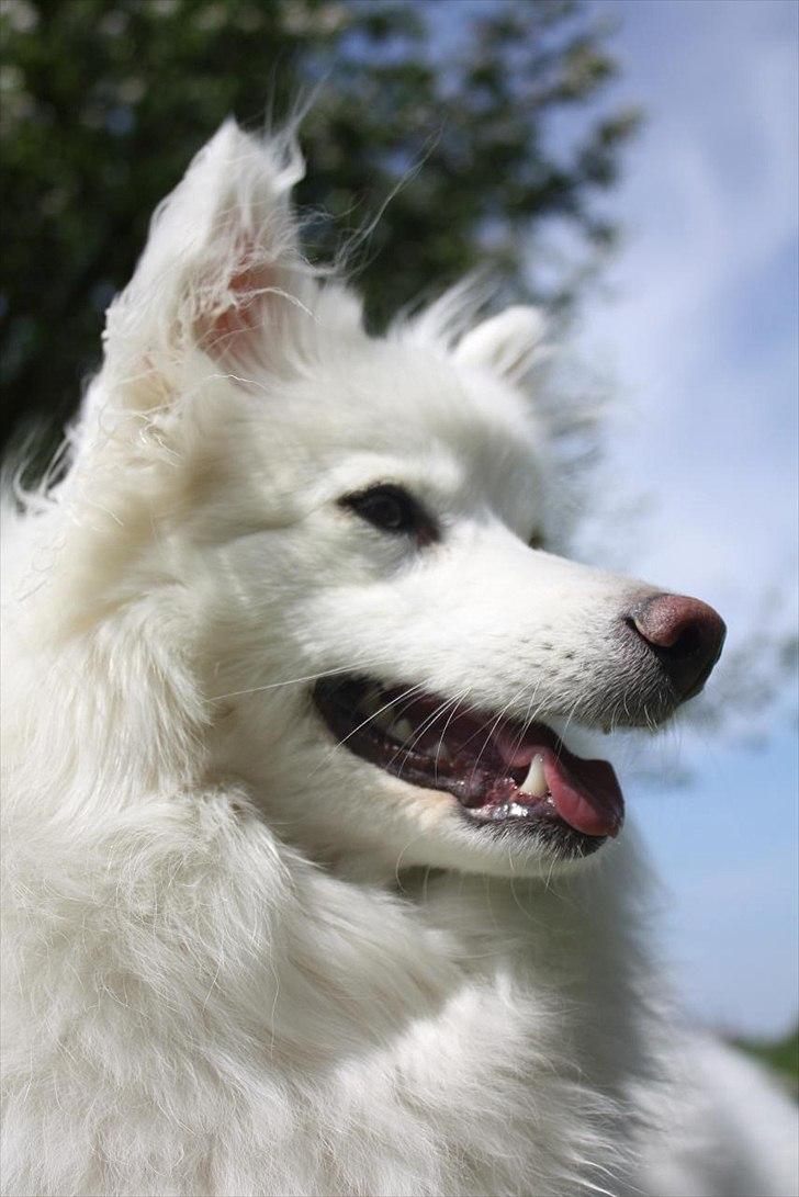 Japansk spids Miska aka smuksakken billede 20