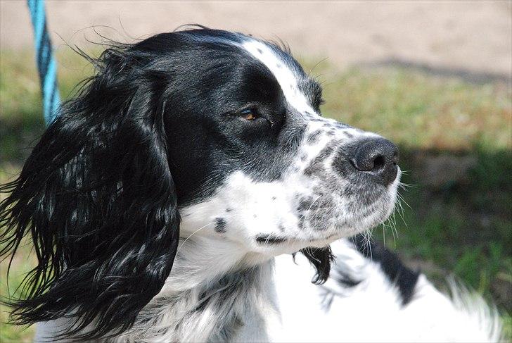 Blanding af racer Sirius Black billede 15