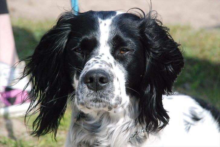 Blanding af racer Sirius Black billede 16