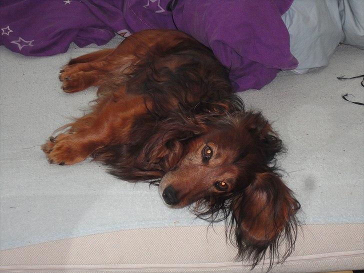 Gravhund Walter - walle flader ud.. (: billede 5