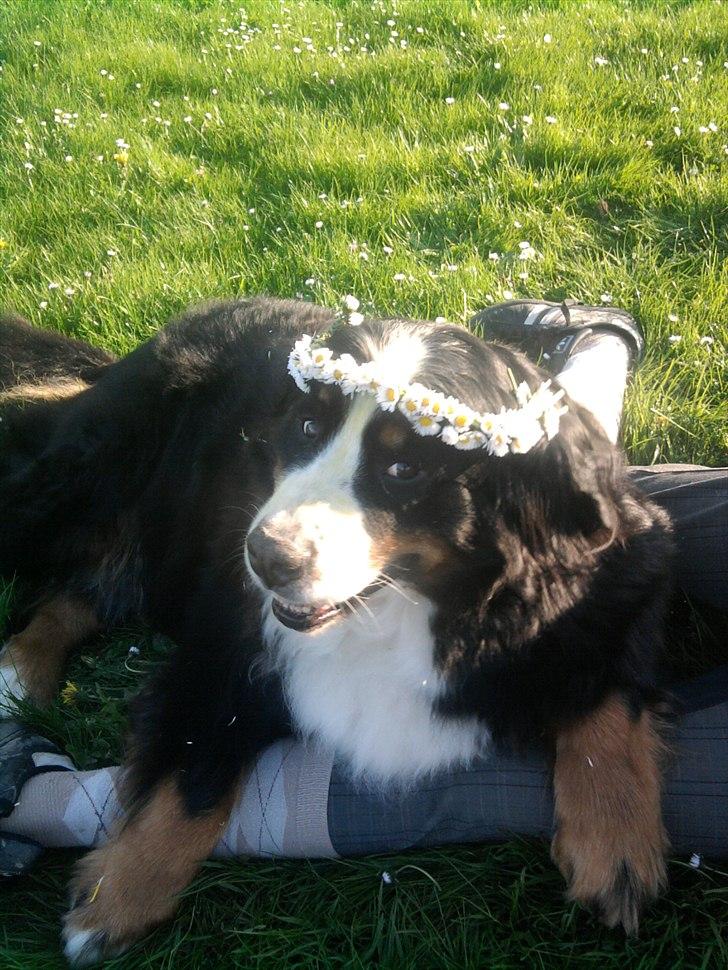 Berner sennenhund Euro Kensens Edna billede 8