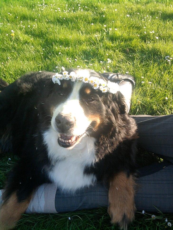 Berner sennenhund Euro Kensens Edna billede 9