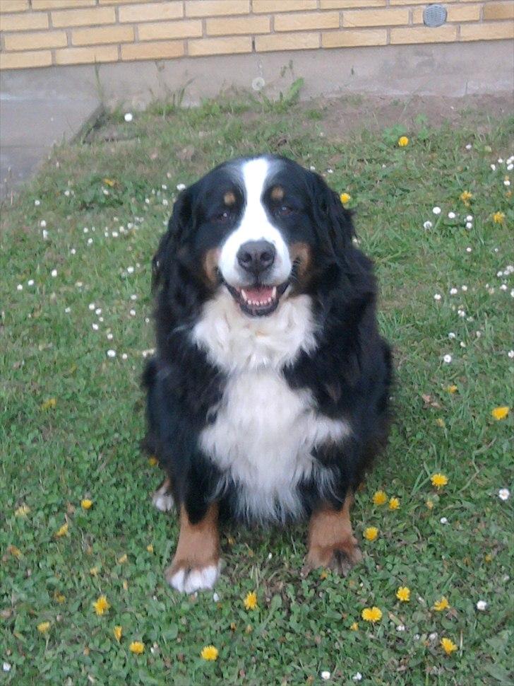 Berner sennenhund Euro Kensens Edna billede 10