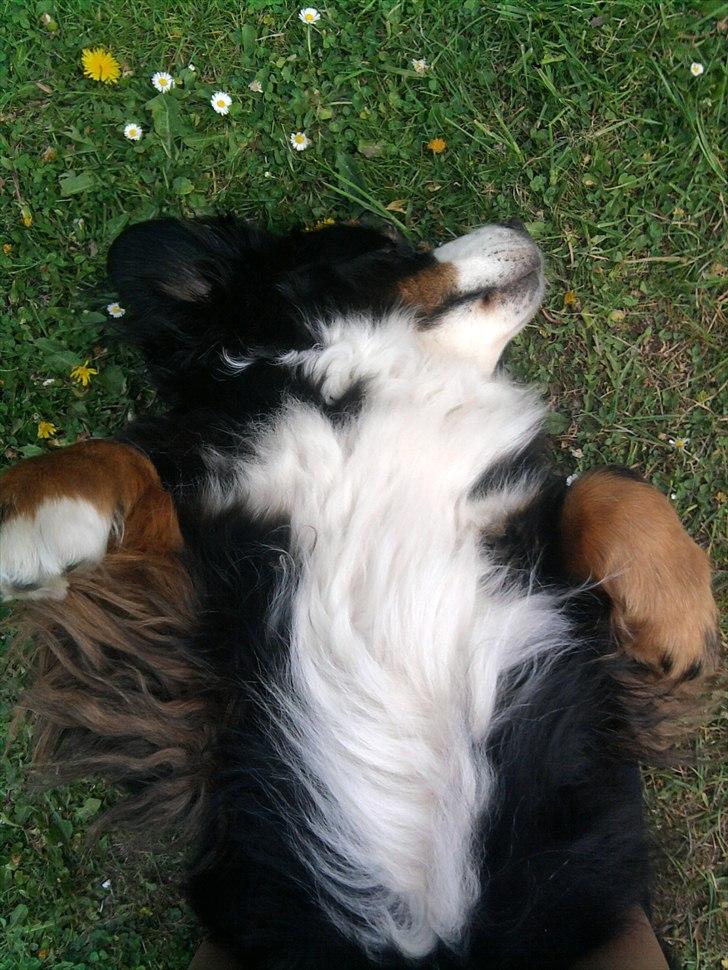 Berner sennenhund Euro Kensens Edna billede 11