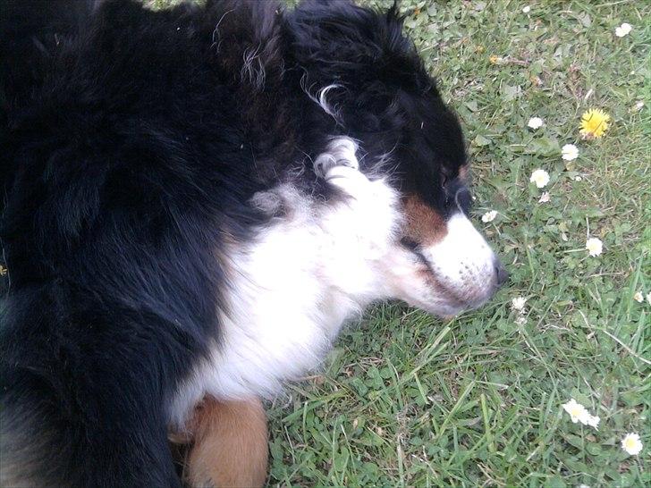 Berner sennenhund Euro Kensens Edna billede 12