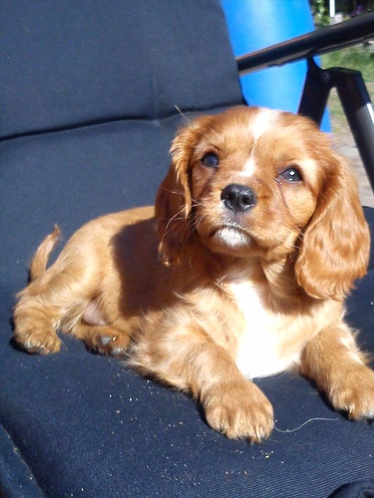 Cavalier king charles spaniel Sammy - Sammy 8 uger gammel billede 1