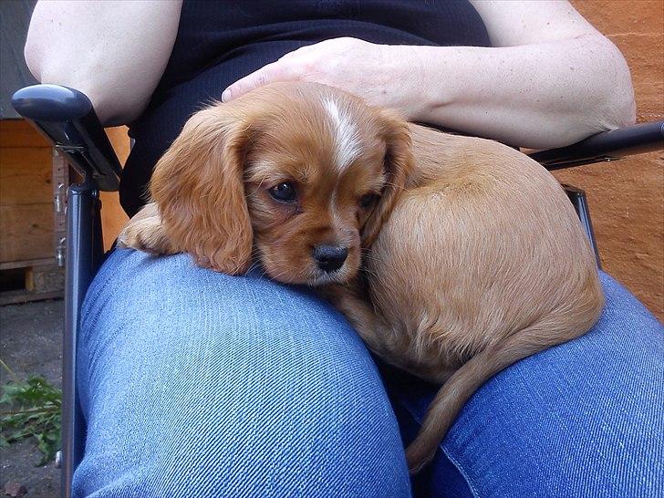 Cavalier king charles spaniel Sammy billede 2