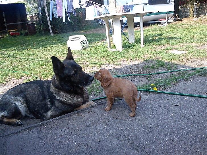 Cavalier king charles spaniel Sammy - Sammy sammen med hans stor veninde Gina billede 3