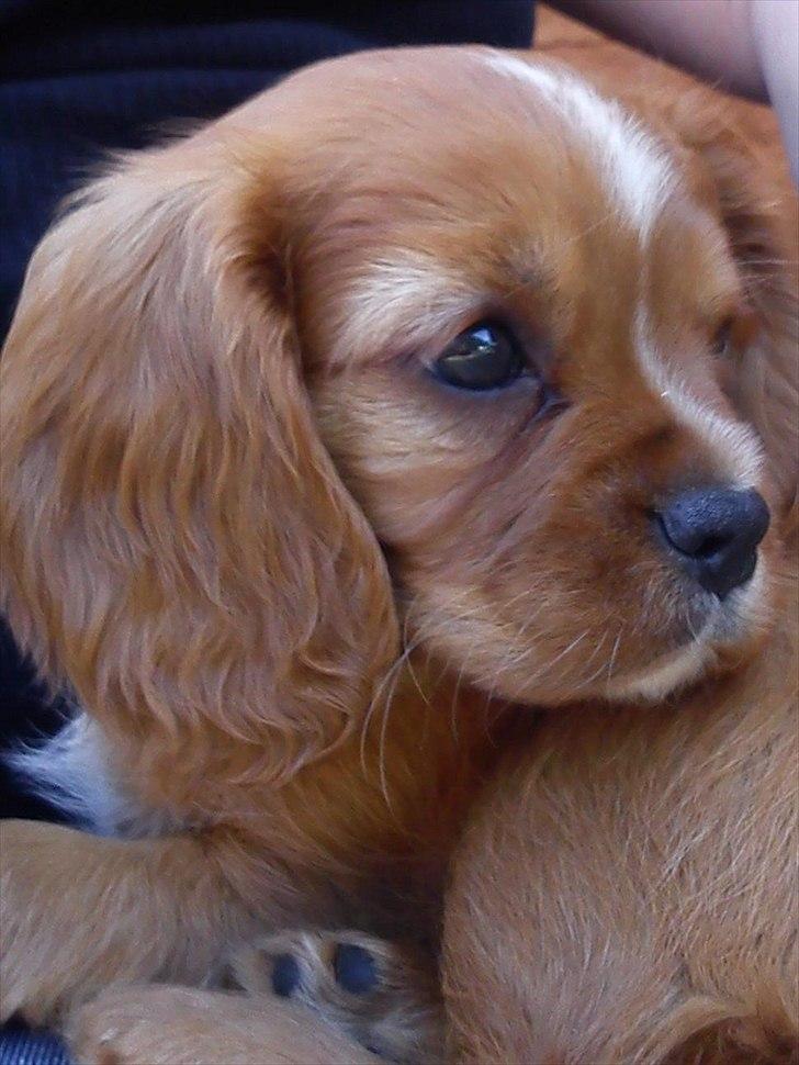 Cavalier king charles spaniel Sammy billede 4